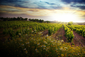 Clearview Autoglass Windshield Repair Napa California Vineyard